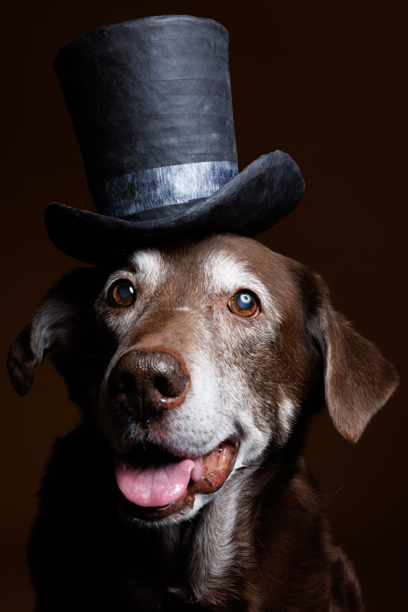 Professional Dog Photographer Portrait