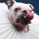 dog friendly photography studio in maryland