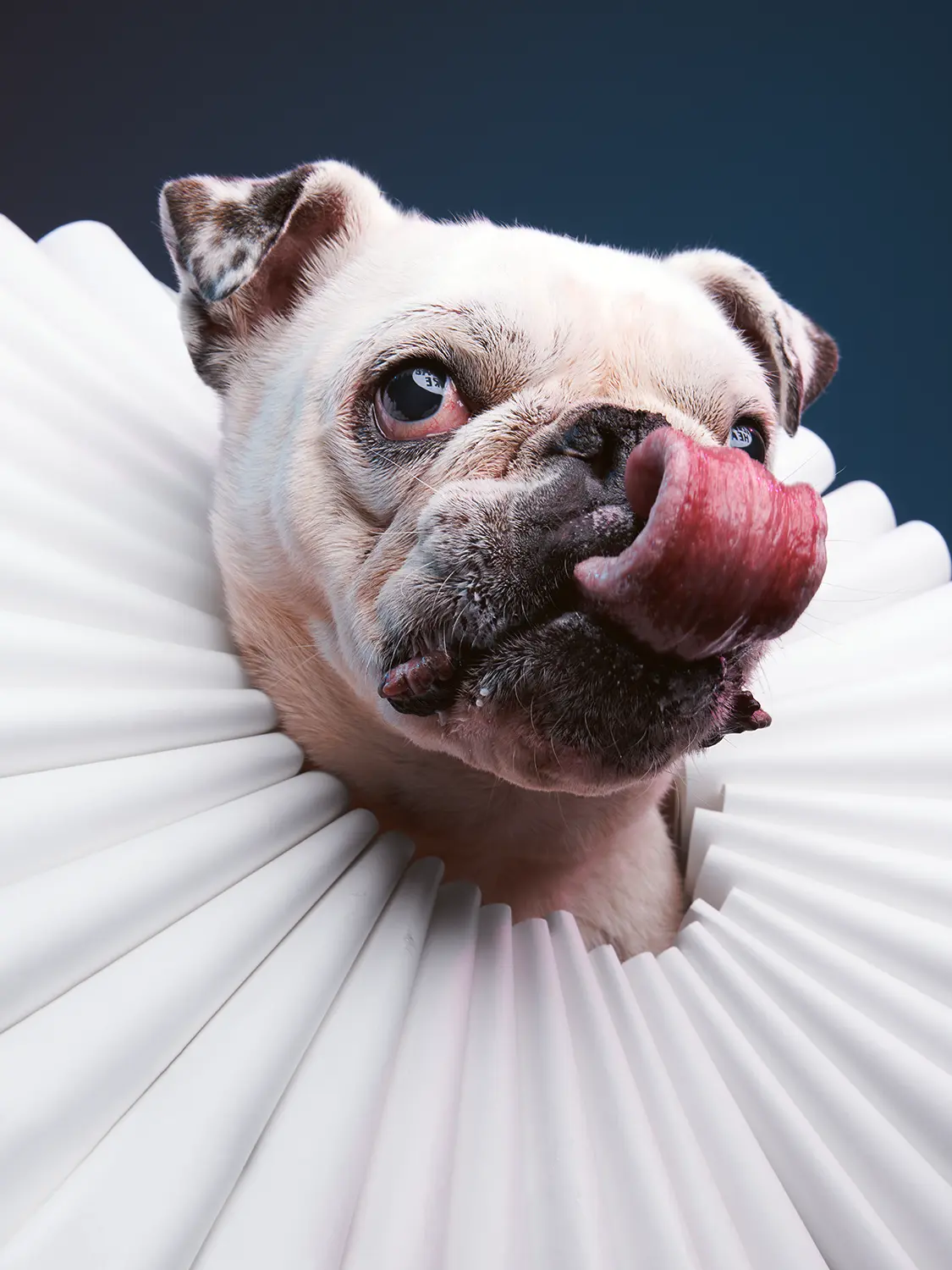 Photograph of a white English Bulldog wearing an oversized Elizabethan ruff collar sticking his tongue out like a party favor. Photographed at the Puptrait Studio, Maryland's Best Dog Photographer