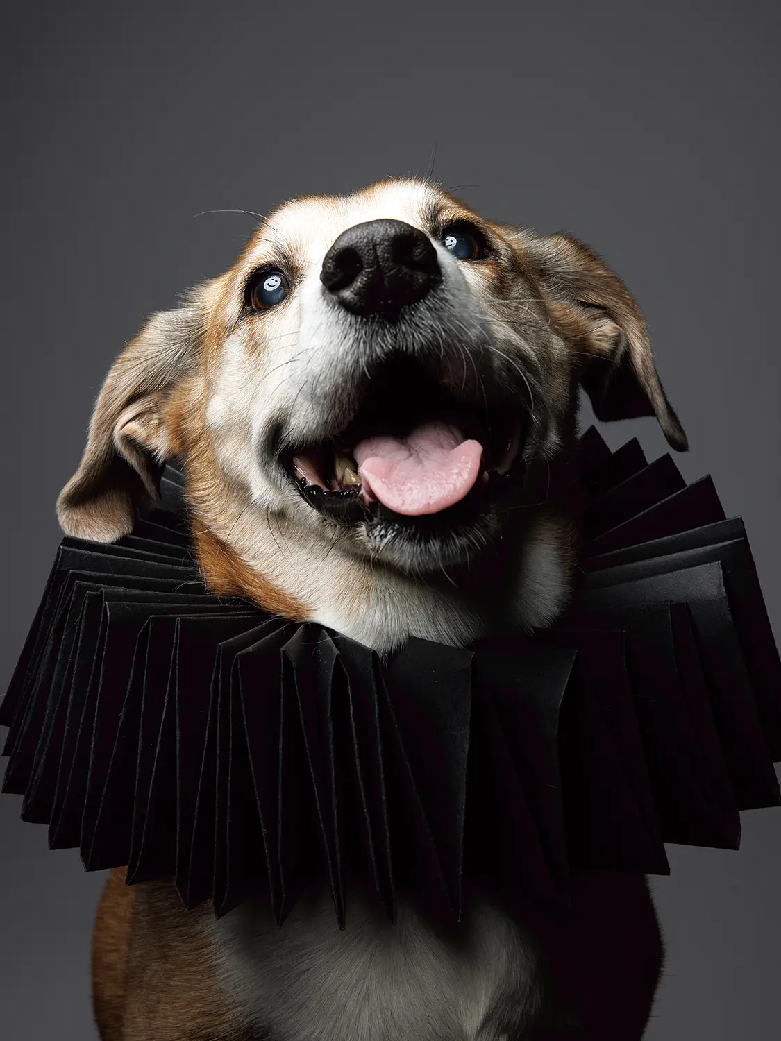 Photo of a smiling dog wearing a black ruff collar. There is a smiley face in his eyes