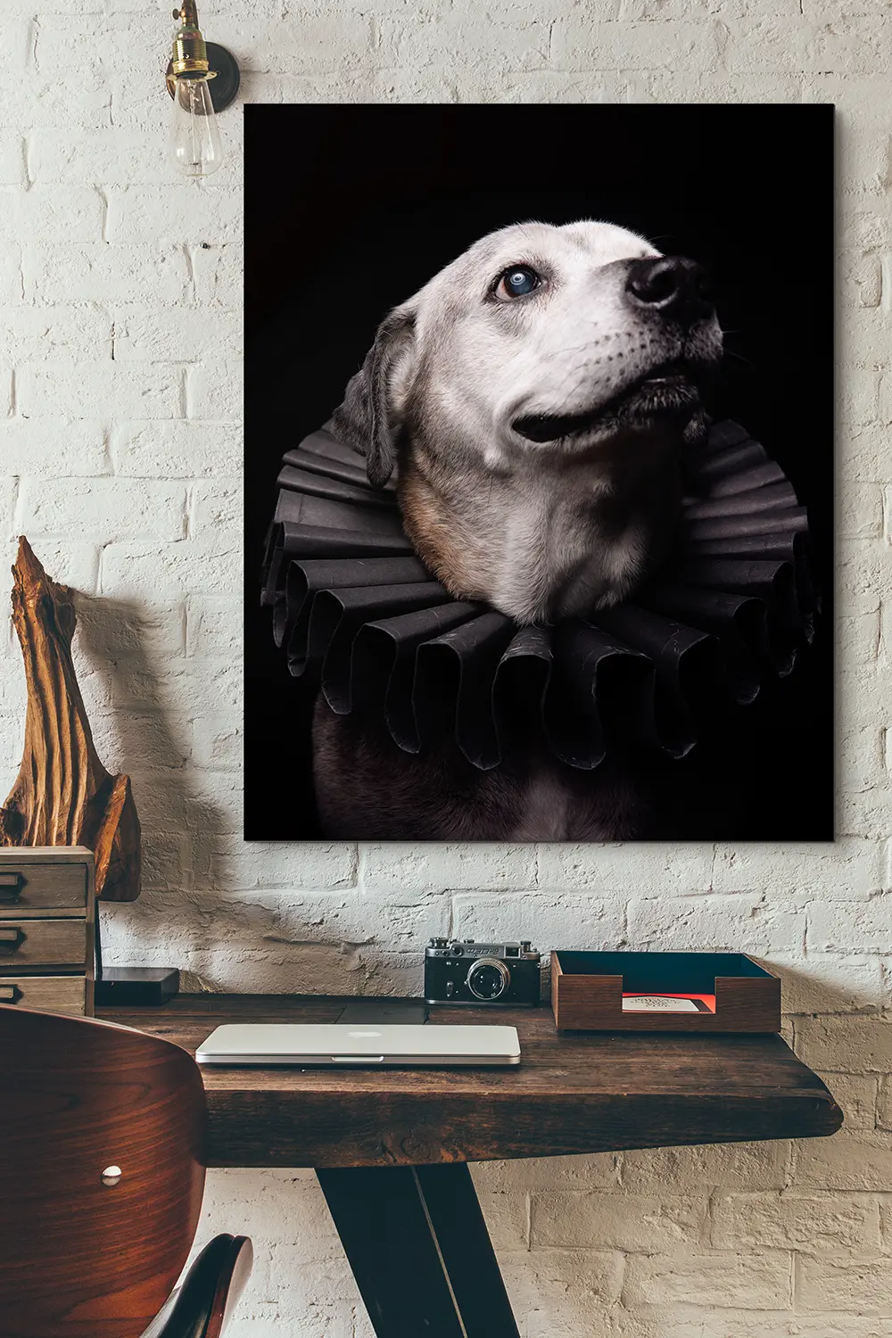 Photographic portrait of a senior Staffordshire Pit Bull Terrier wearing a black Elizabethan ruff collar take a the Puptrait Studio in Baltimore, MD
