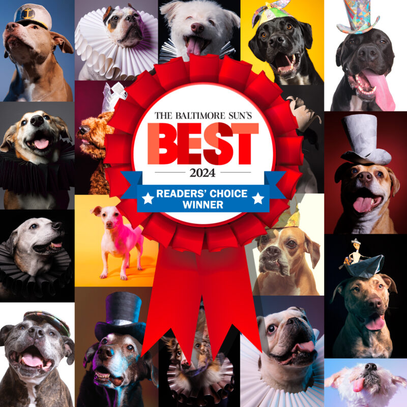 Professional dog photographer named 2024 Best of Baltimore winner for Best Visual Artist