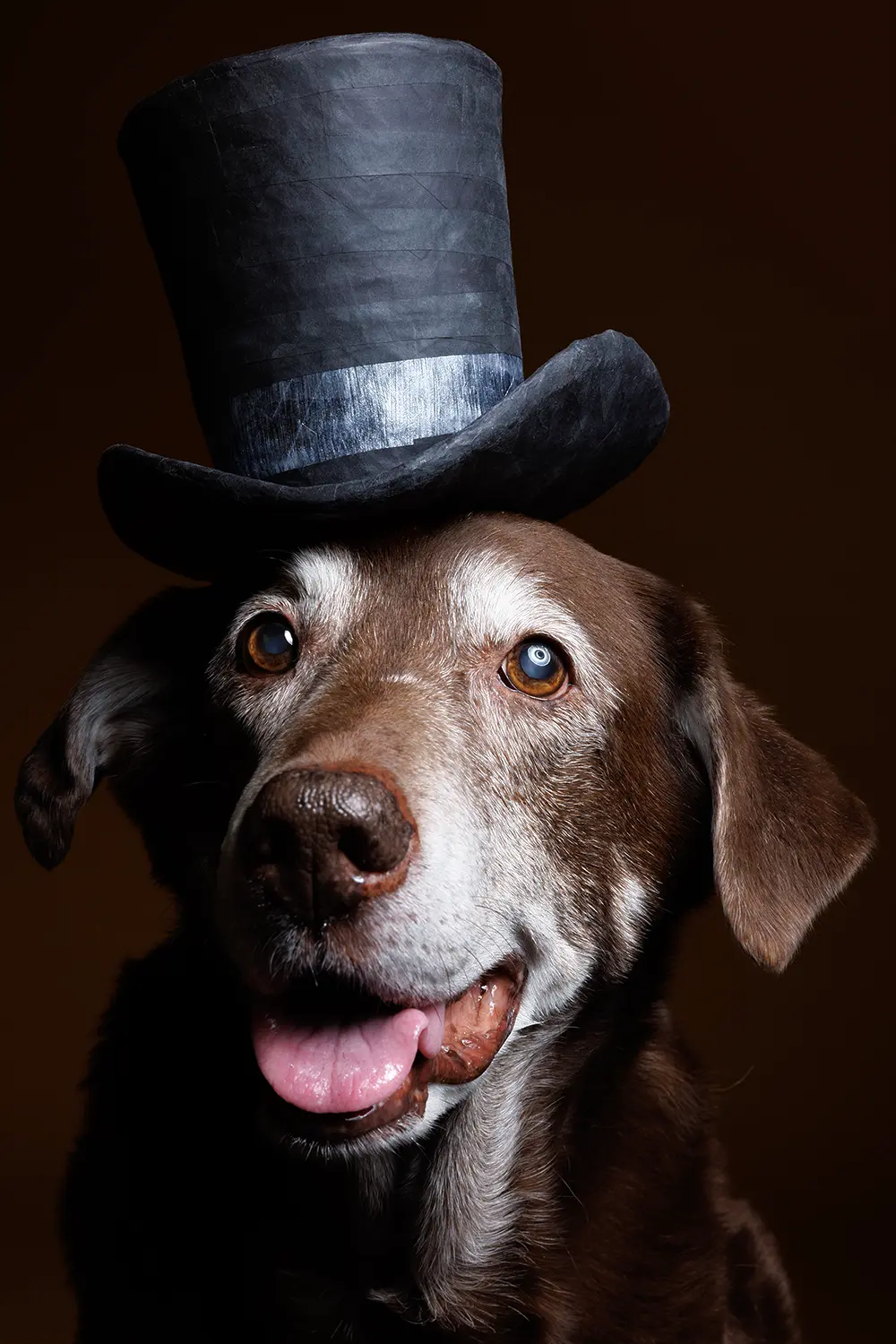Portrait of a chocolate lab wearing a black top hat made from upcycled paper against a rich dark brown background.