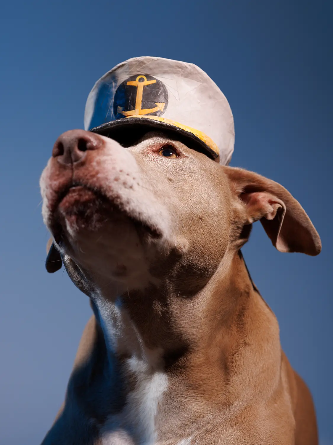Studio shot portrait of a senior pit bull dog light to mimic a clear blue coastal sky. The dog is wearing a captains sailor combination cap made from paper mache