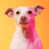 Colorful studio portrait professional dog photographer