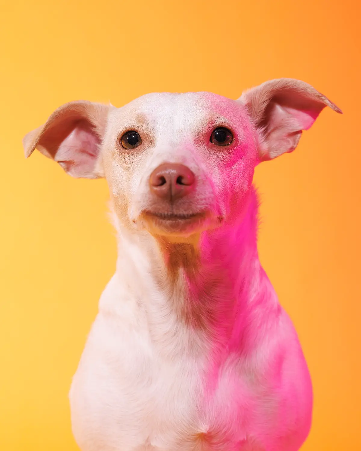 Colorful studio portrait professional dog photographer