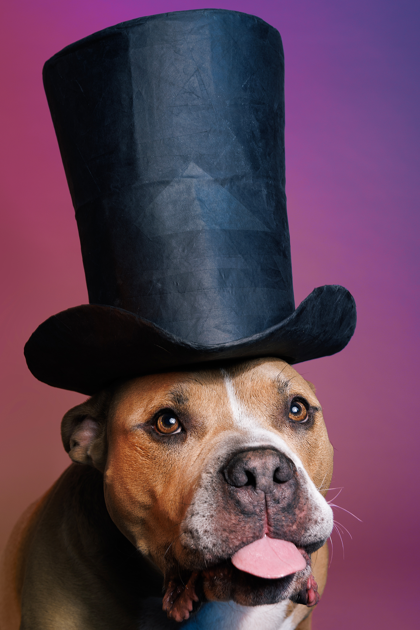 Professional studio portrait of an American Bully Dog wearing a tophat like Christmas holiday legend Ebenezer Scrooge. Photographed by J.B. Shepard at the dog-friendly Puptrait Studio in Baltimore, Maryland