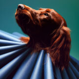 Dog-Friendly Studio Portrait of Irish Setter in blue ruff collar