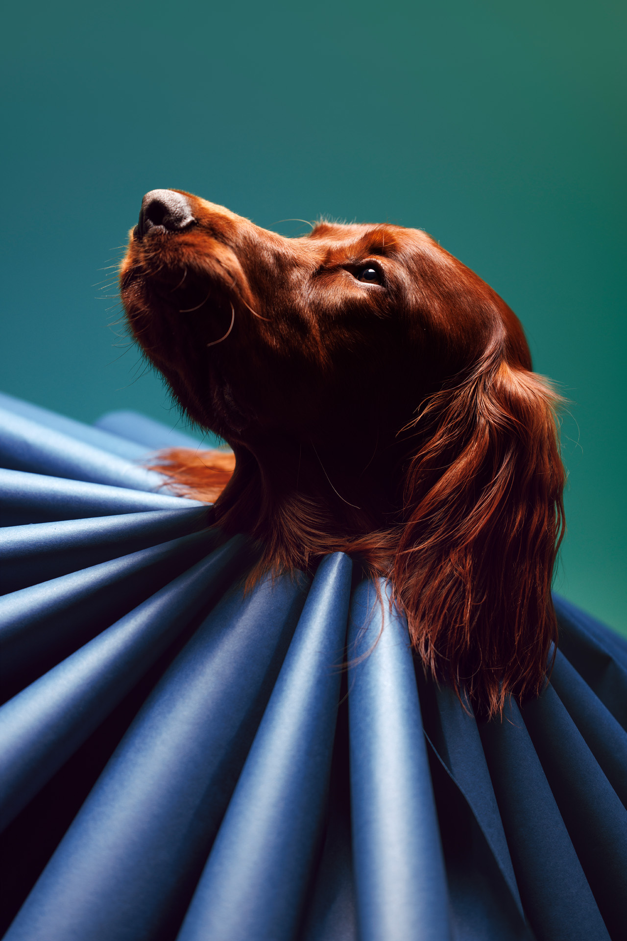 Portrait of an Irish Setter wearing an Elizabethan ruff collar. Photographed at Puptrait, a dog-friendly photo studio in Baltimore, Maryland