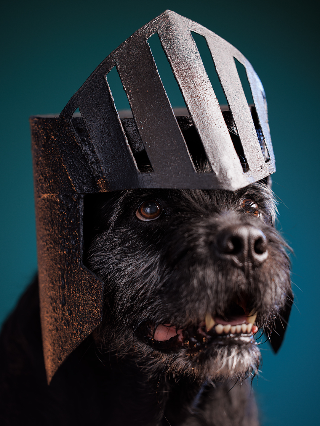 Portrait of a 90lbs terrier mixed breed dog wearing a handmade knight's helmet against an emerald green background. Costume and photography by J.B. Shepard. Captured at his dog-friendly photo studio in Baltimore City, Maryland.