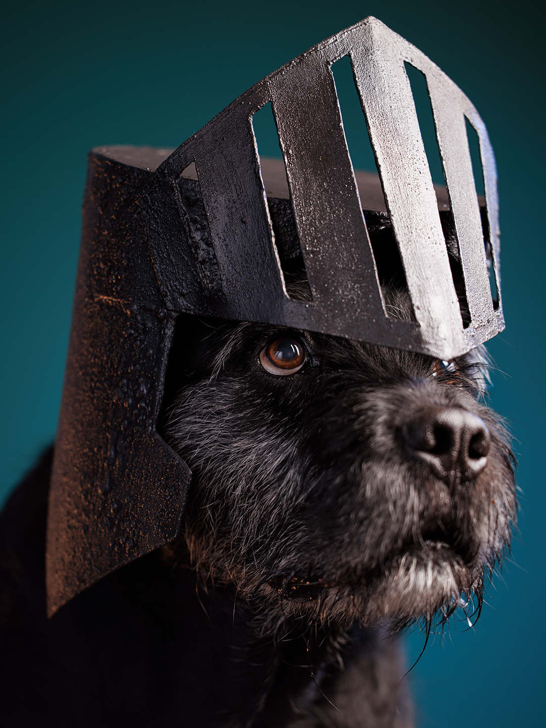 Portrait of a 90lbs terrier mixed breed dog wearing a handmade knight's helmet against an emerald green background. Costume and photography by J.B. Shepard. Captured at his dog-friendly photo studio in Baltimore City, Maryland.