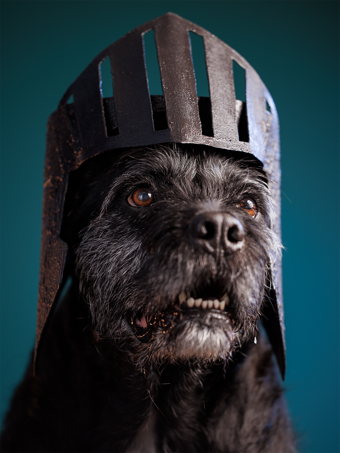 Portrait of a 90lbs terrier mixed breed dog wearing a handmade knight's helmet against an emerald green background. Costume and photography by J.B. Shepard. Captured at his dog-friendly photo studio in Baltimore City, Maryland.