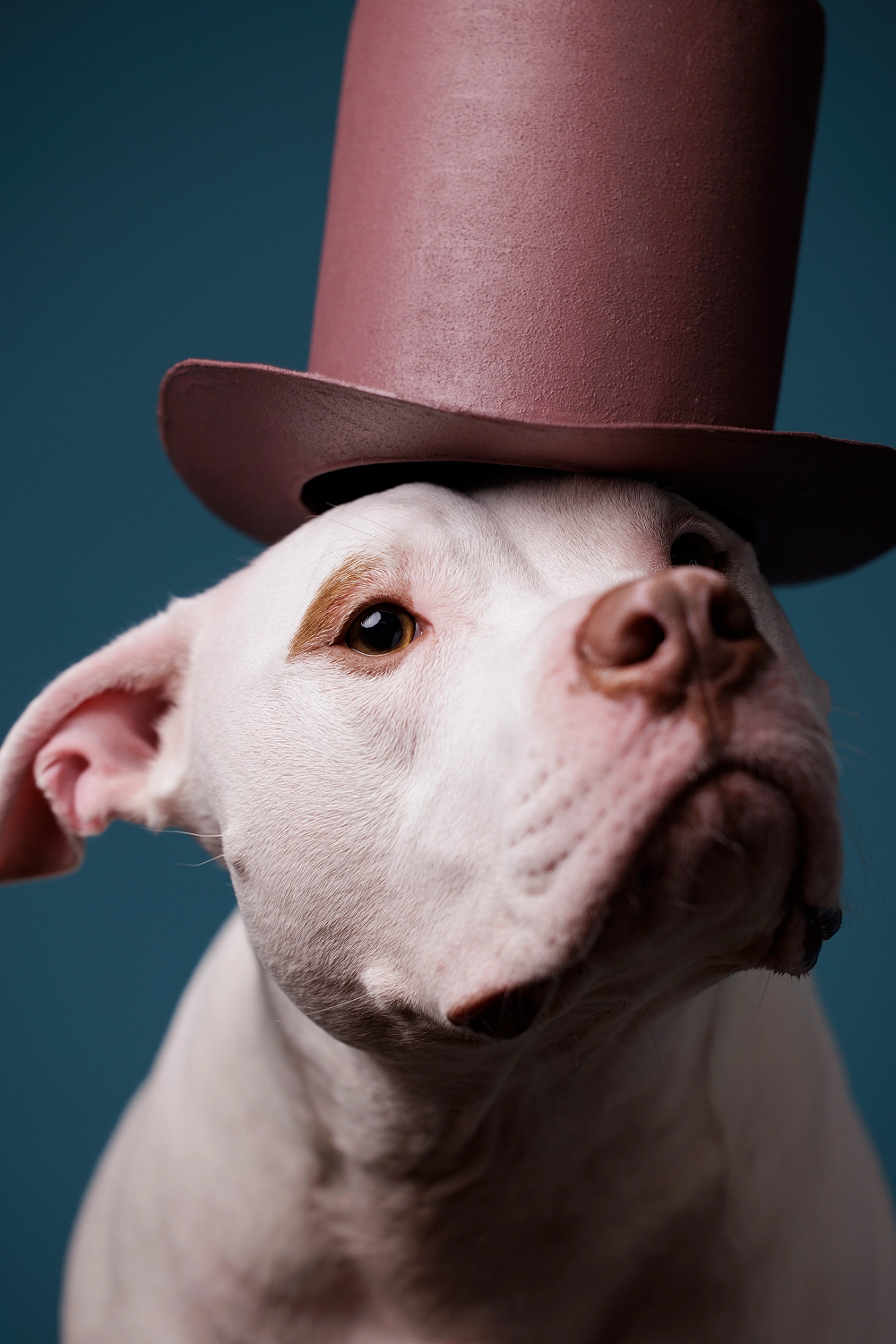 Portrait of a white pitbull rescue dog in a pink / mauve top hat. Costume and Photography by Baltimore, Maryland pet photographer J.B. Shepard. Photographed at Puptrait a dog-friendly photography studio near Washington D.C.