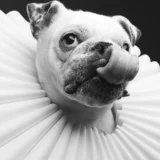 Dog_Photographer_Cone_of_Shame_ruff_collar_Maryland