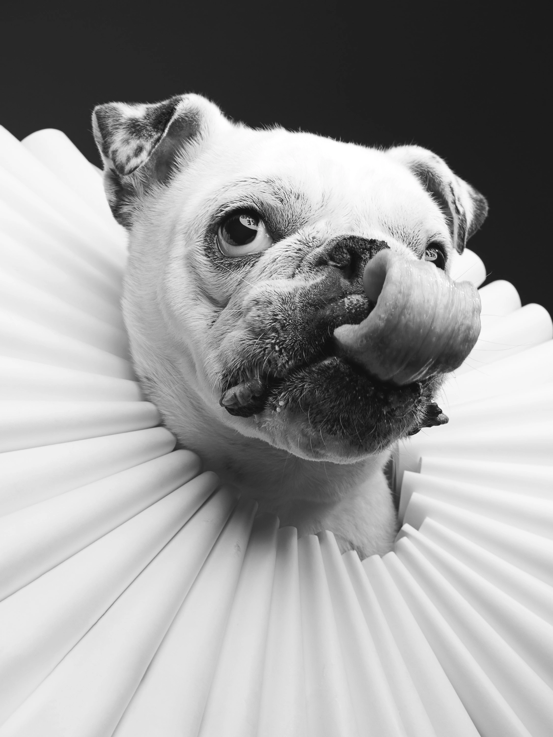 Dog_Photographer_Cone_of_Shame_ruff_collar_Maryland