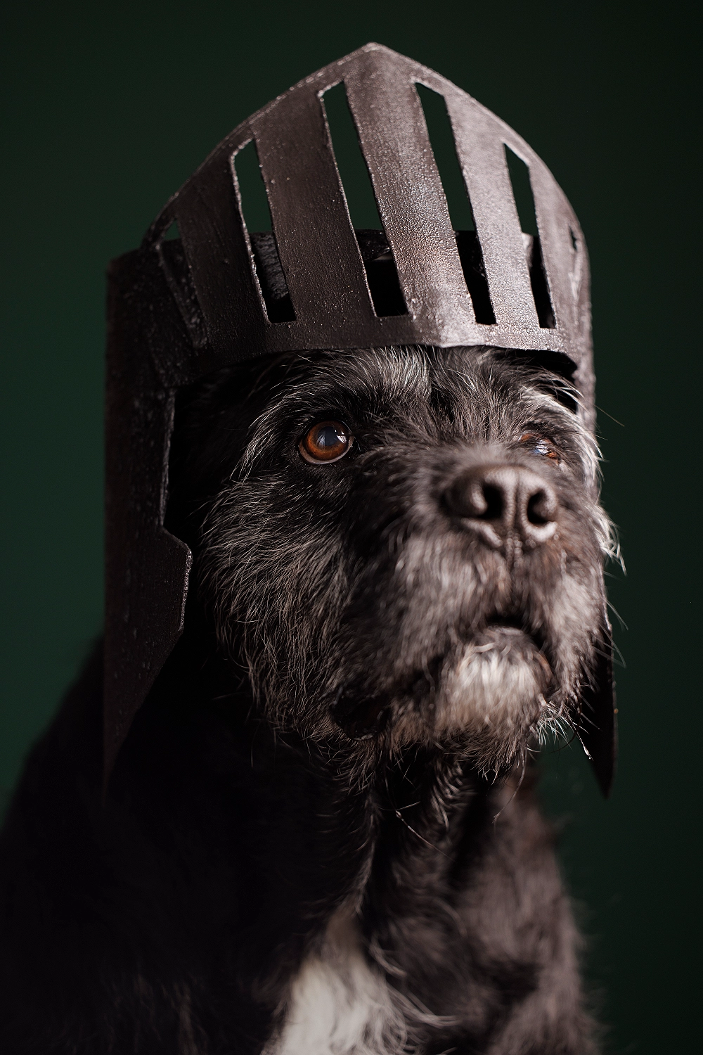 Studio pet portrait of a senior dog in a medieval full face knight helmet with visor. Original cone of shame costume design and photography by Hampden dog photographer / stylist, J.B. Shepard. Photographed at Puptrait a dog-friendly photography studio in Baltimore, Maryland