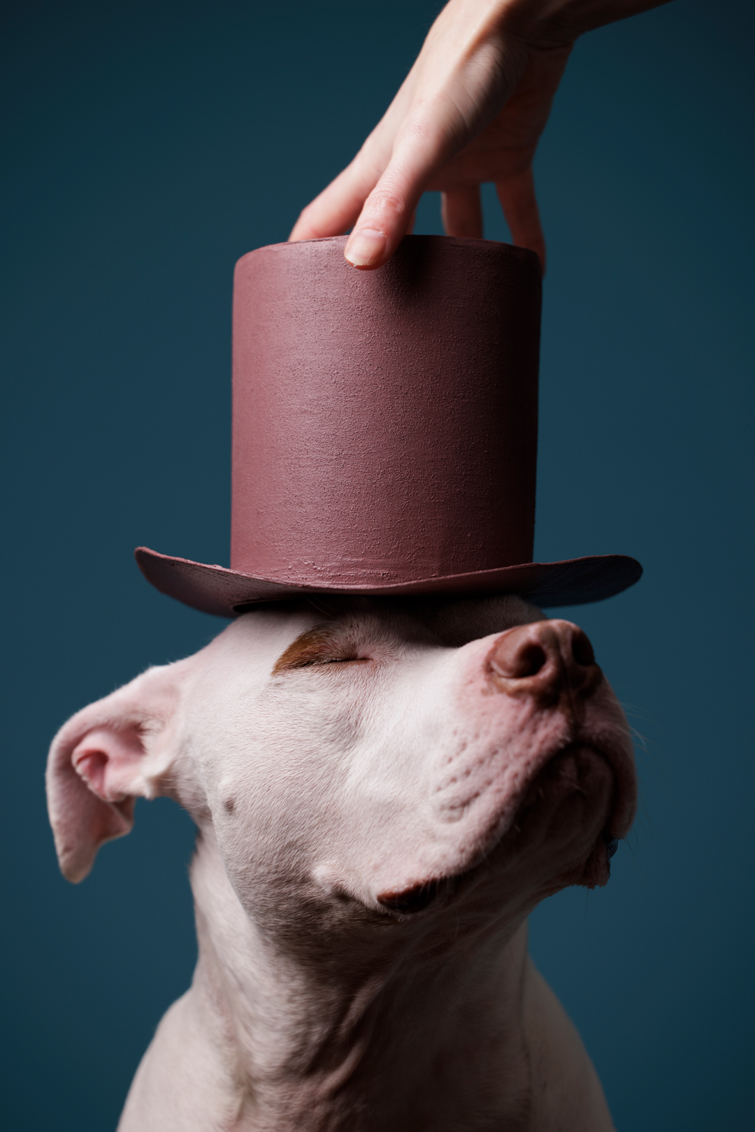 Professionally lit photograph of a hand putting a top hat on a rescue dog. Photographed at the dog-friendly Puptrait Studio in Baltimore, Maryland / near Washington D.C.
